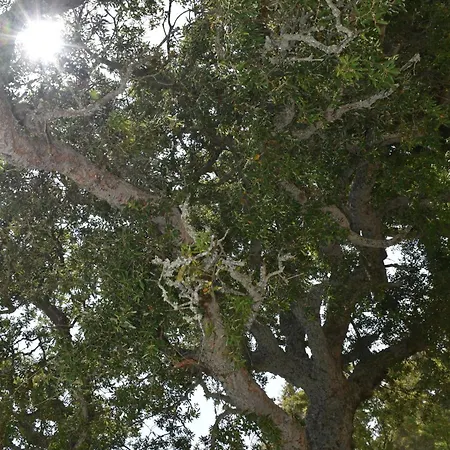 Il Vecchio Casale B&B Sedini